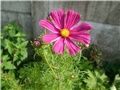 cosmos